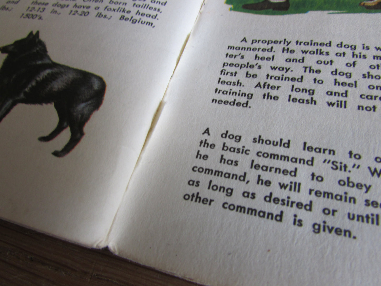 Dogs - a junior golden guide, by Mary B. Irving (Softback, 1963)