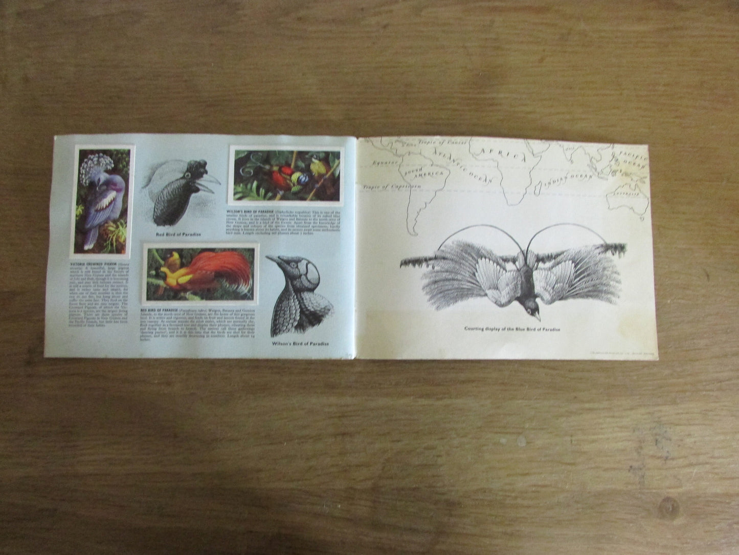 1961 Brooke Bond picture cards: Tropical Birds, illustrated by C. F. Tunnicliffe