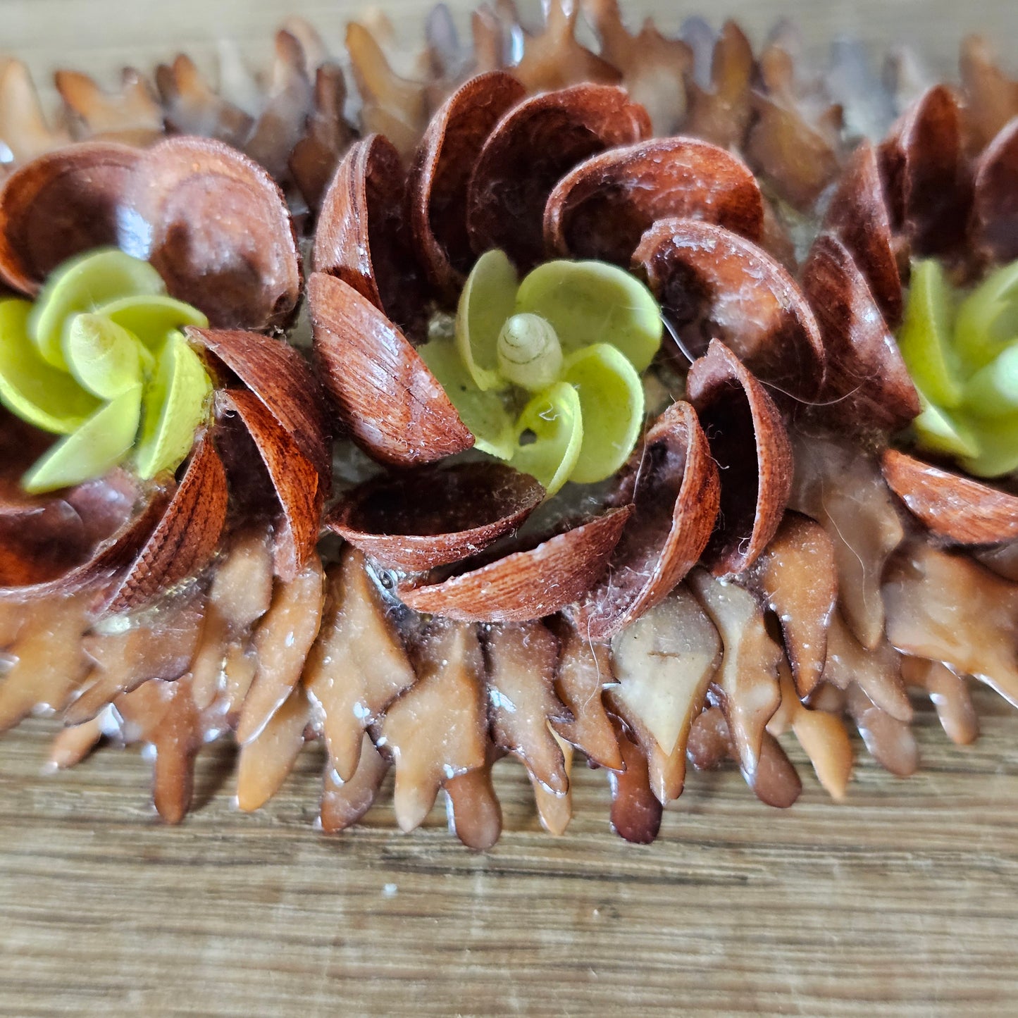 1960s/70s hand-crafted natural seed pod flower pod brooch