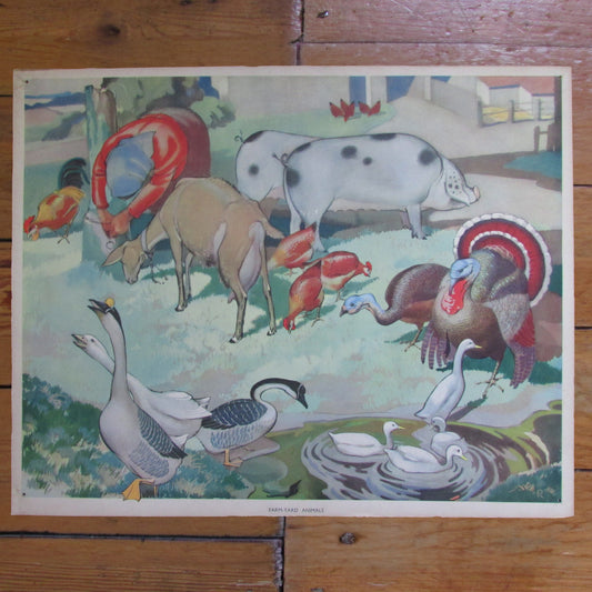 1950s Macmillan "Nature Class Pictures" Farmyard Animals school wall chart poster
