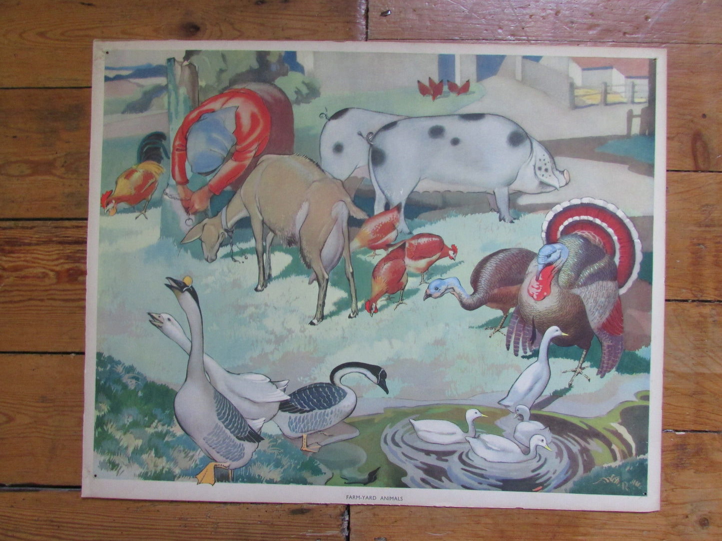 1950s vintage school poster "Farmyard Animals"