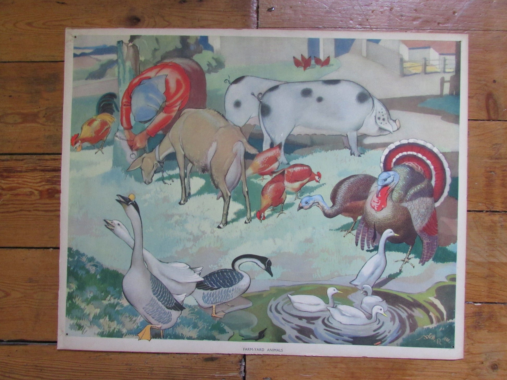 1950s vintage school poster "Farmyard Animals"