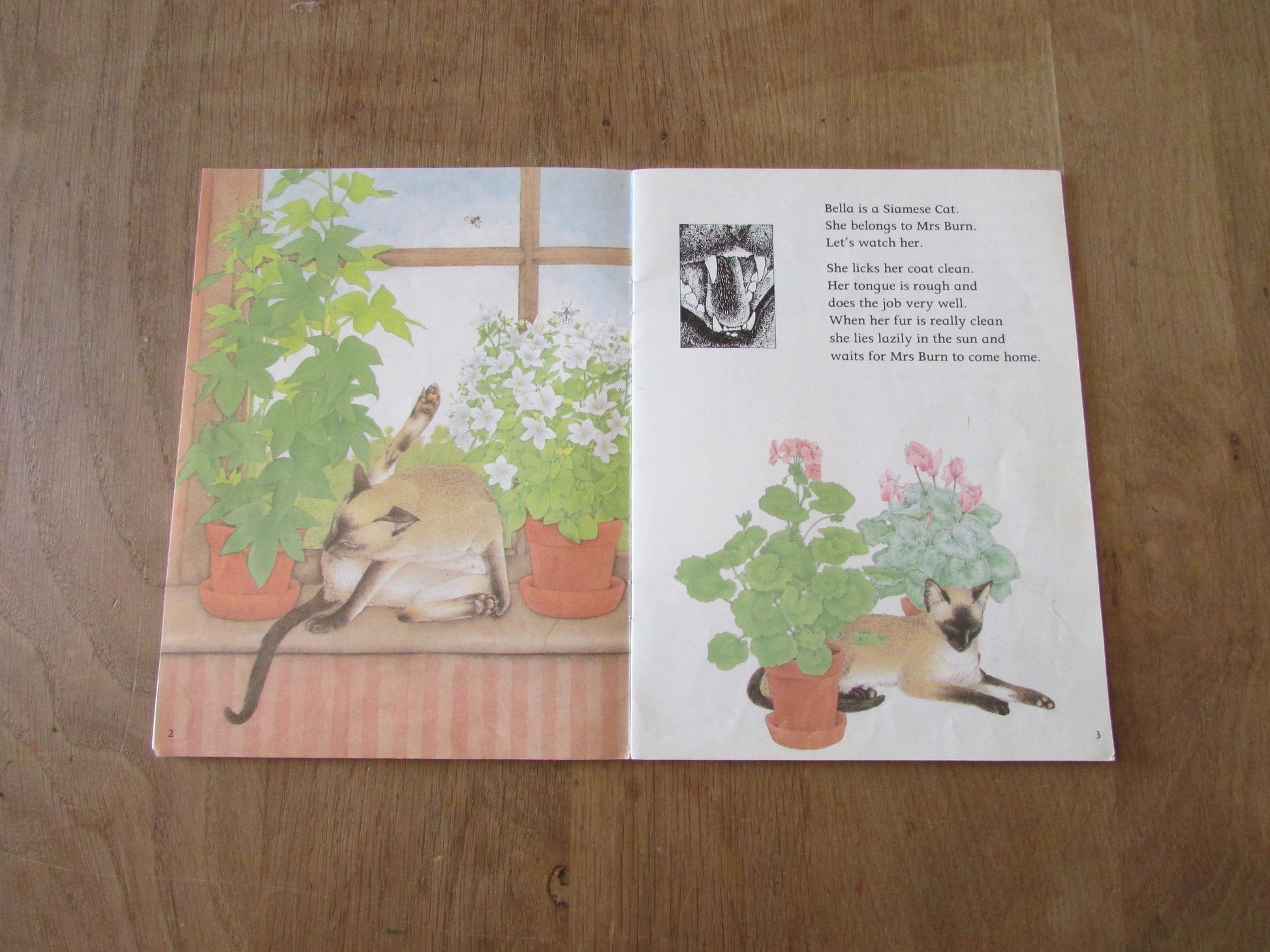 Watching Books: Cat, by Frans Hoppenbrouwers (Softback, 1987)