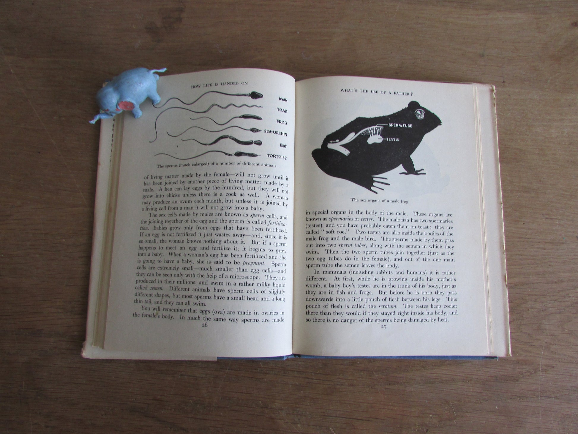 How Life is Handed On, by Cyril Bibby (Hardback, 1946)