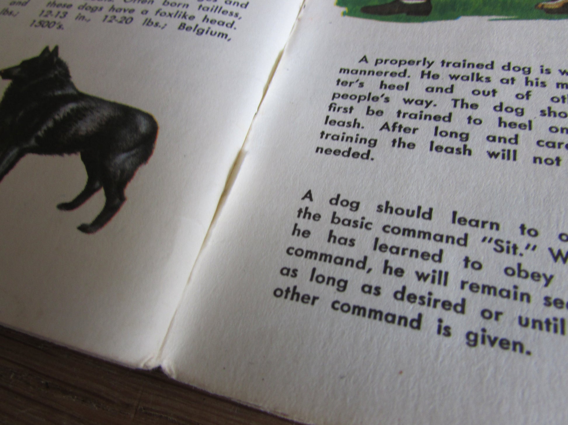 Dogs - a junior golden guide, by Mary B. Irving (Softback, 1963)