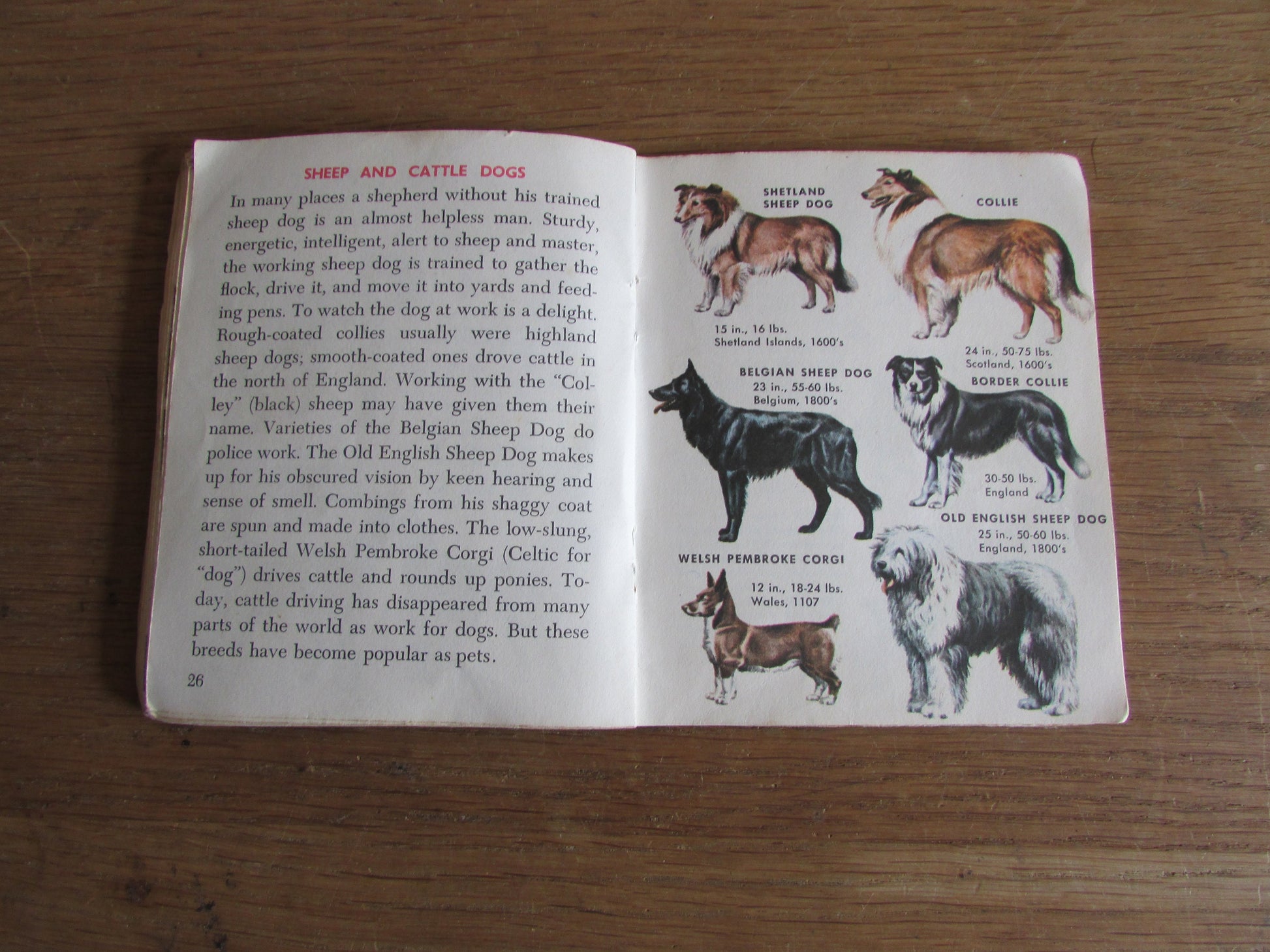 Dogs - a junior golden guide, by Mary B. Irving (Softback, 1963)