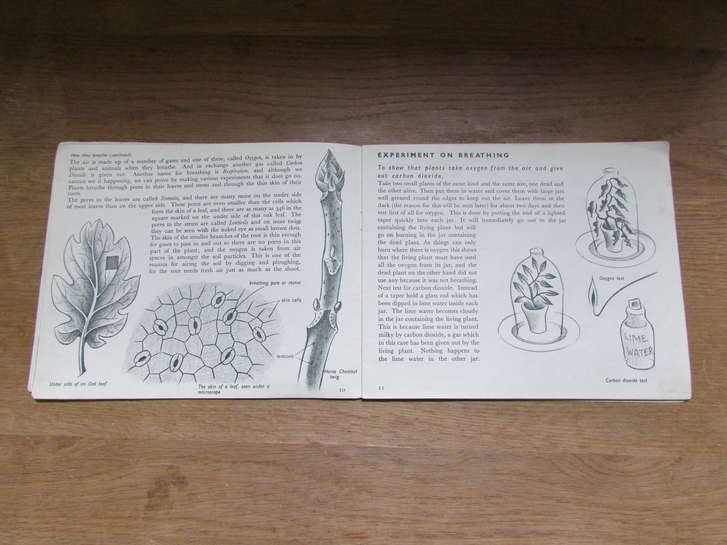 The Story of Plant Life, by Isabel Alexander (Softback, 1946)