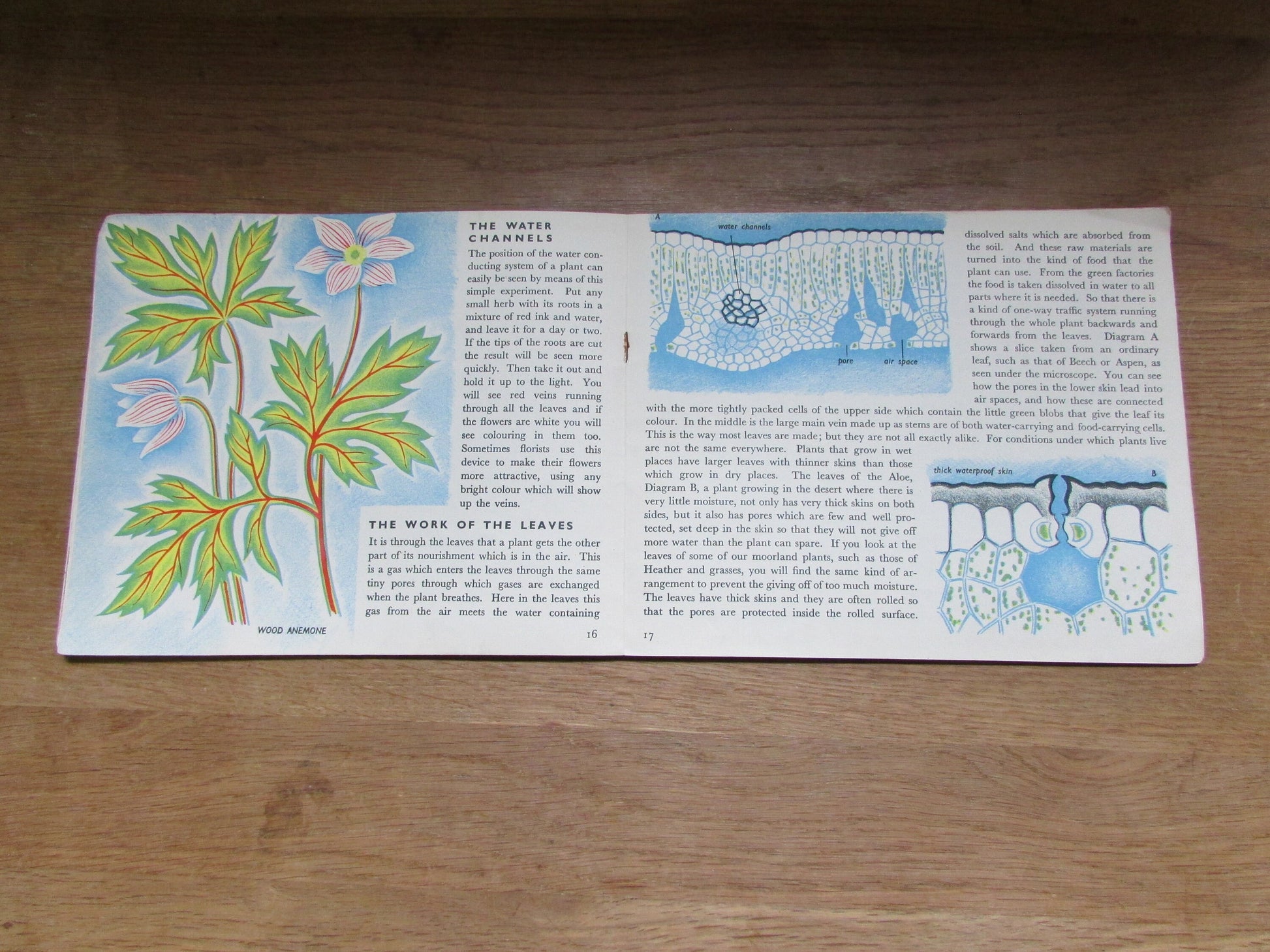 The Story of Plant Life, by Isabel Alexander (Softback, 1946)