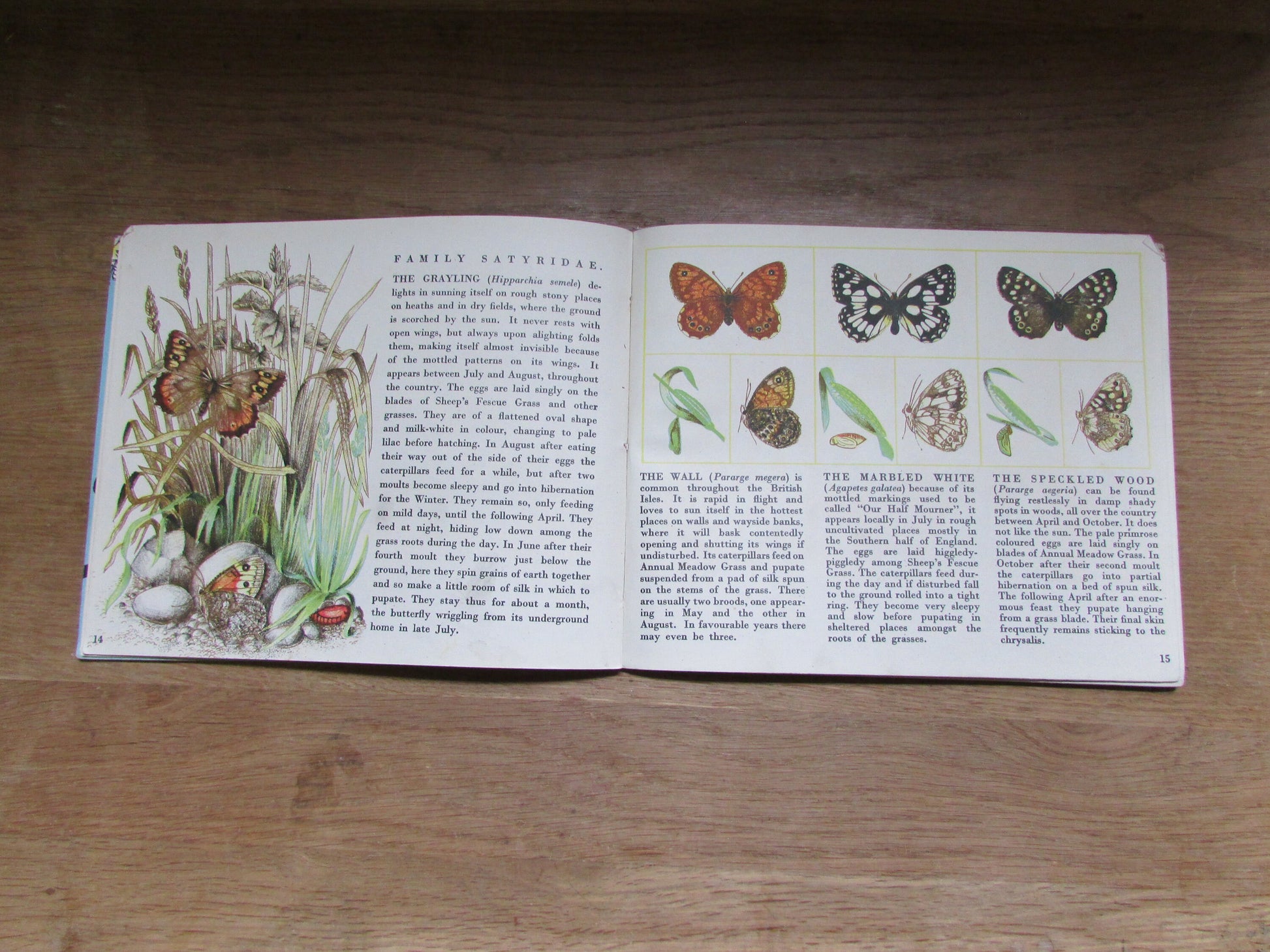 Butterflies in Britain, by Richard Chopping (Hardback, 1940s)