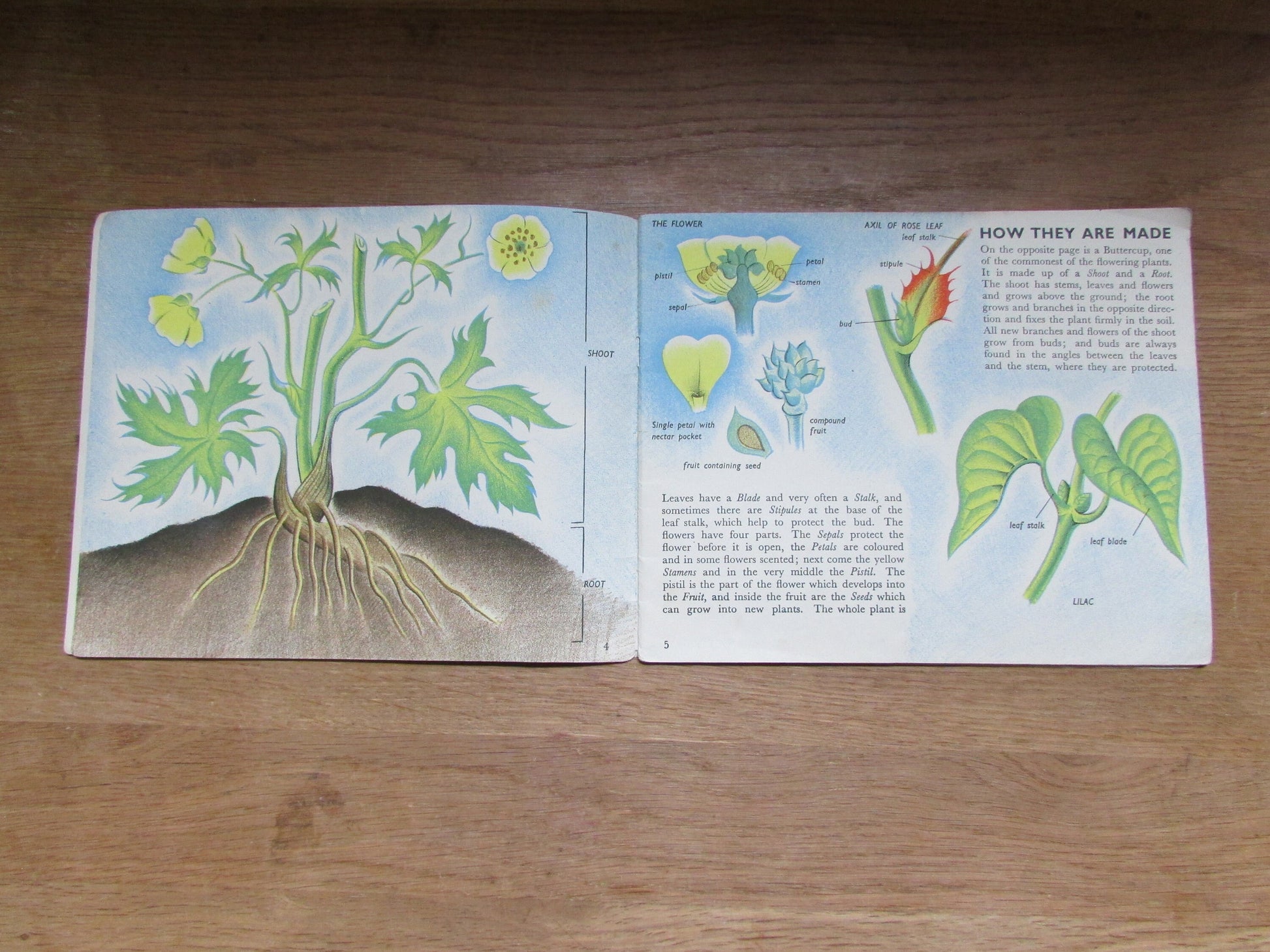 The Story of Plant Life, by Isabel Alexander (Softback, 1946)