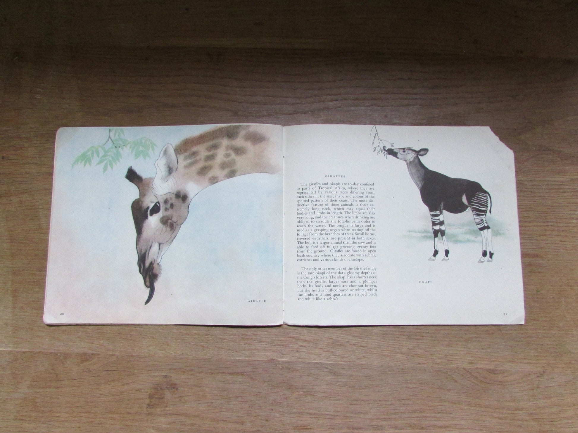Zoo Animals, by E.G Boulenger (Softback, 1948)