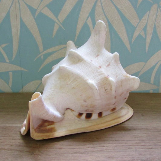 Vintage large queen conch shell