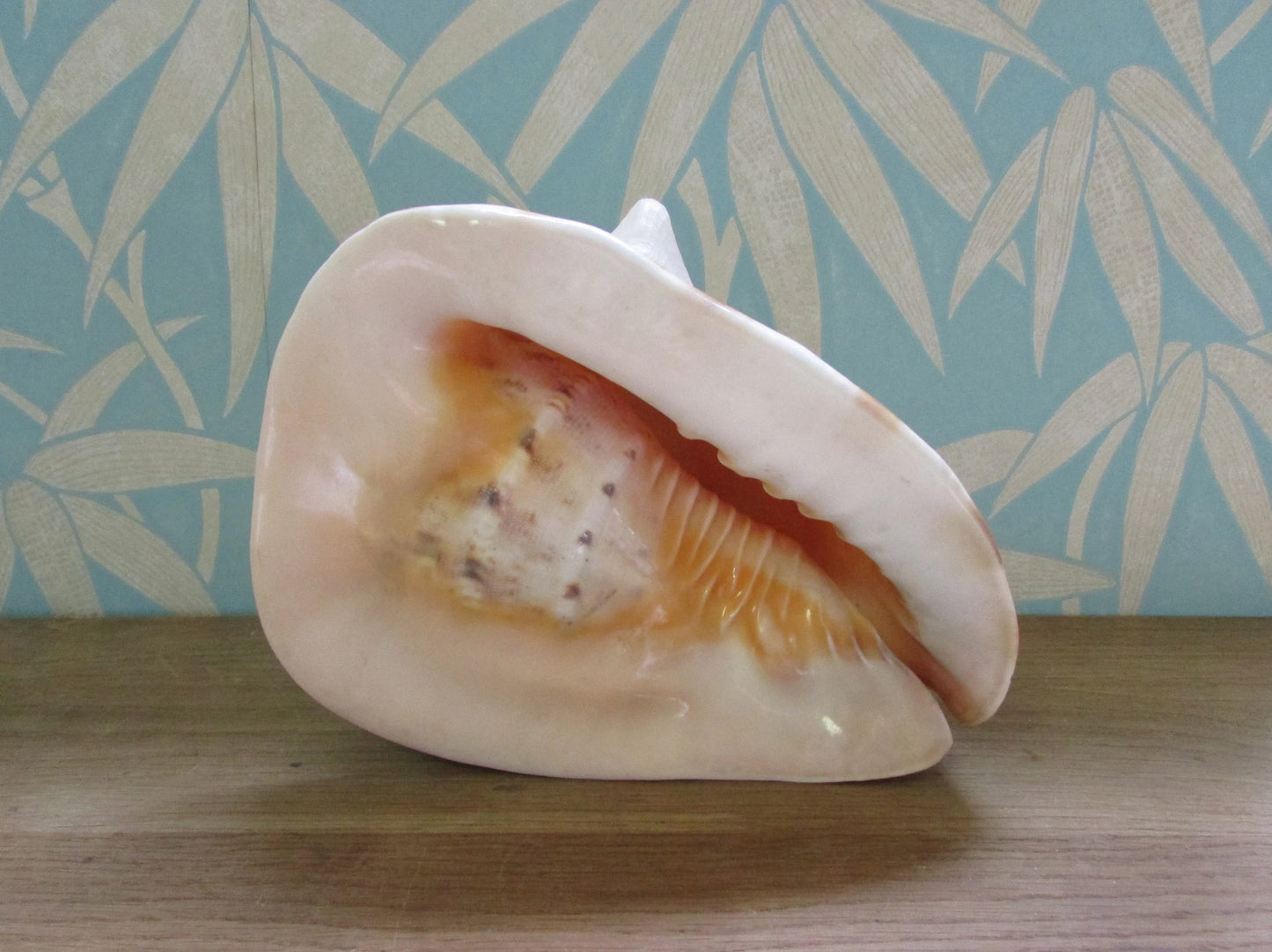 Vintage large queen conch shell