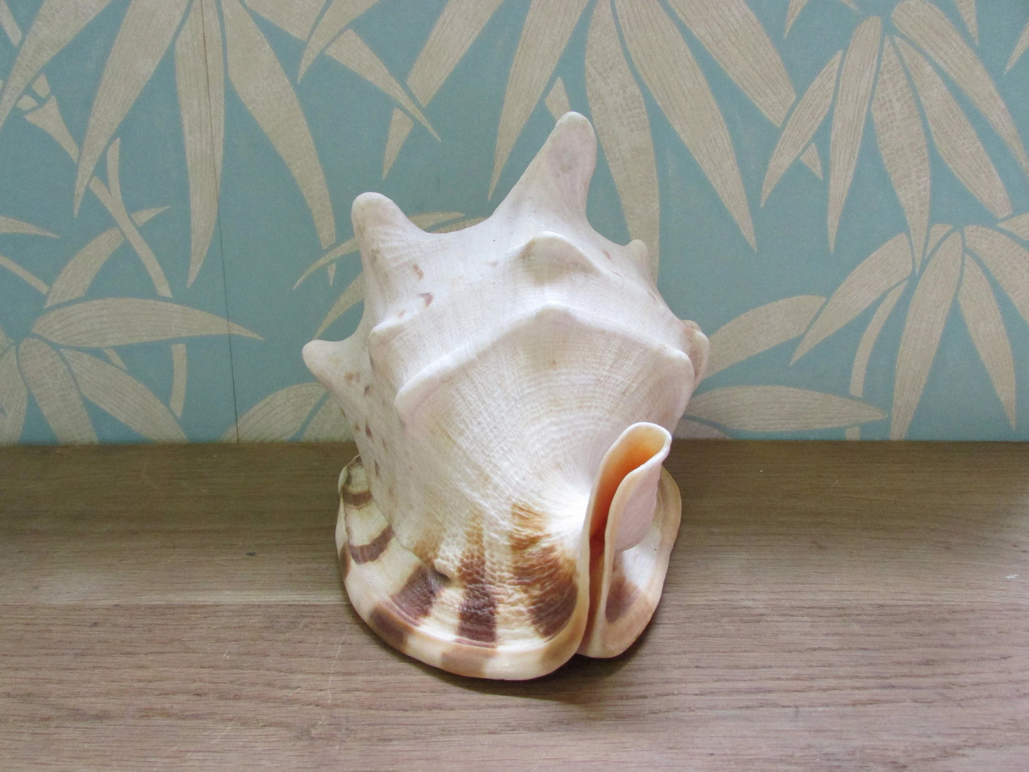 Vintage large queen conch shell