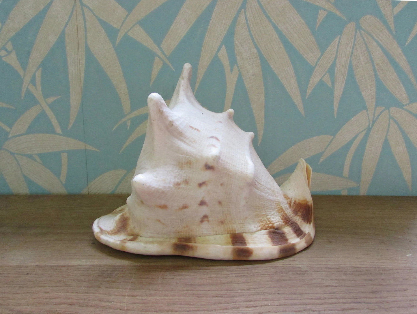 Vintage large queen conch shell