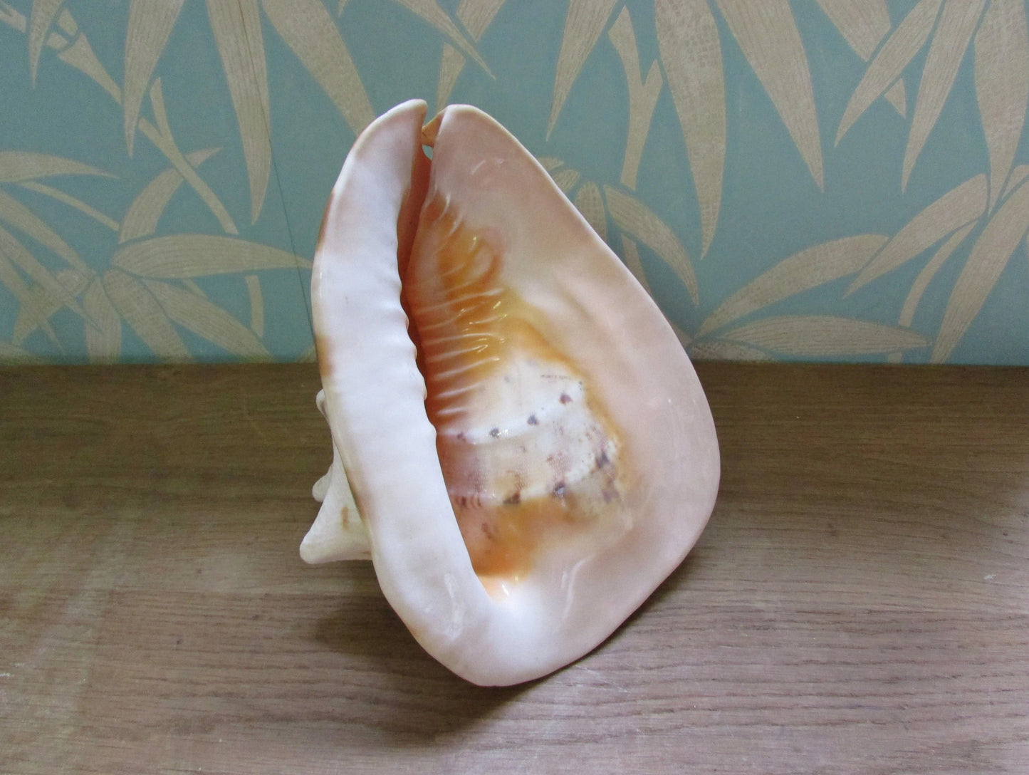 Vintage large queen conch shell