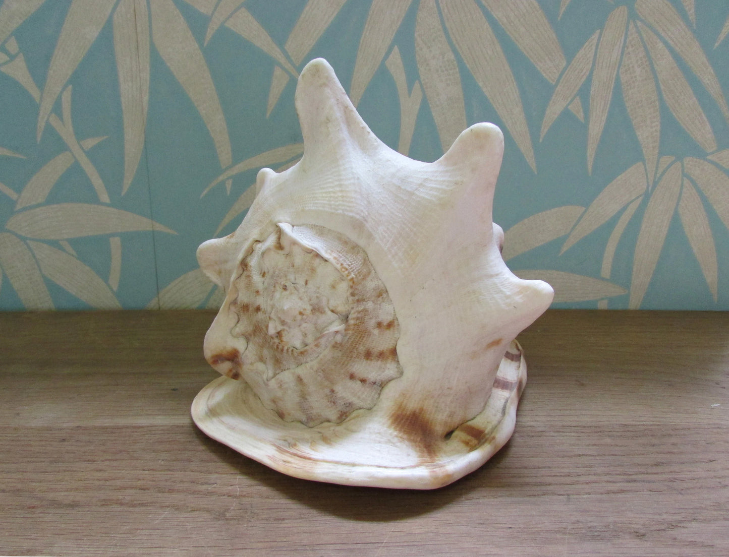 Vintage large queen conch shell