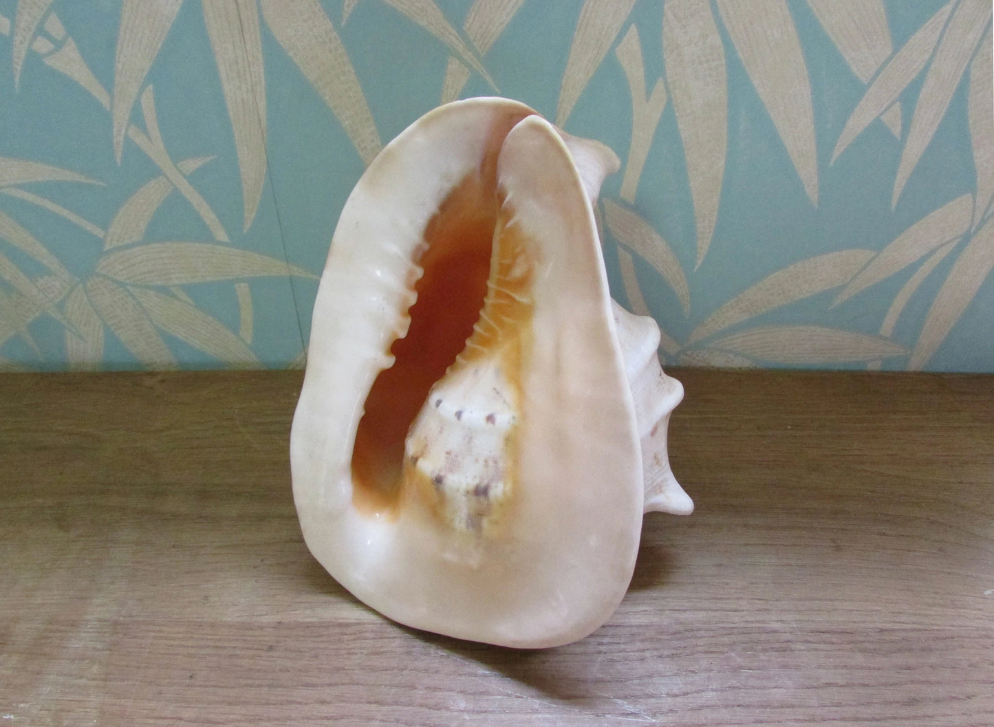 Vintage large queen conch shell