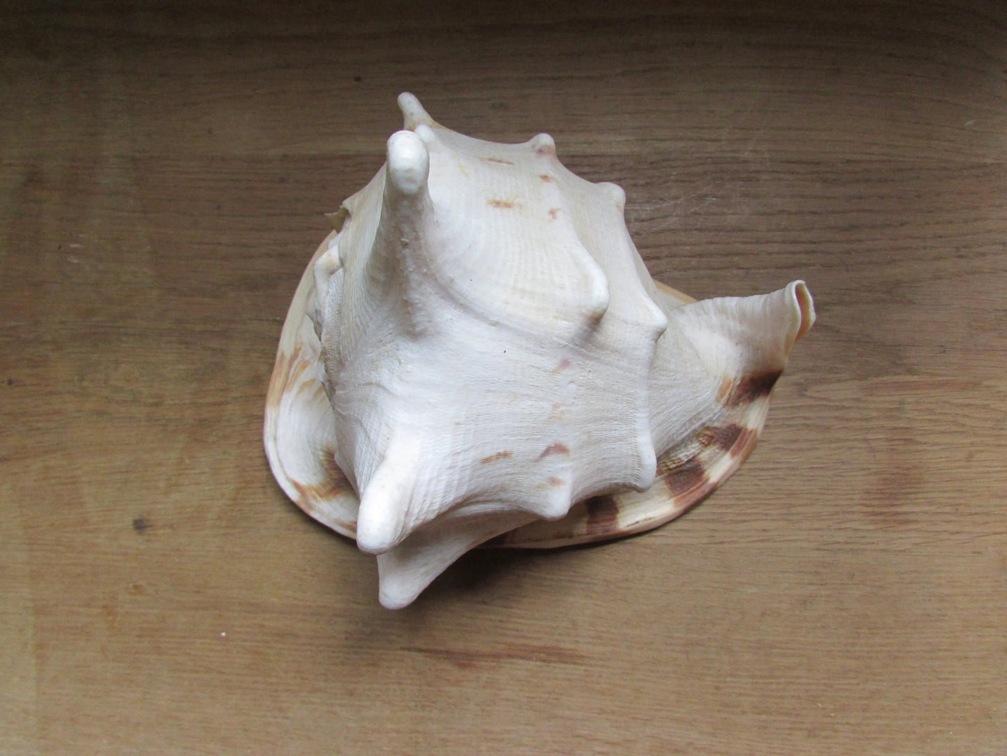 Vintage large queen conch shell