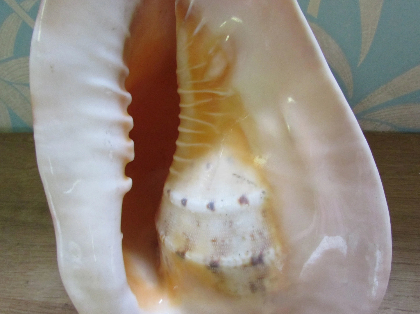Vintage large queen conch shell