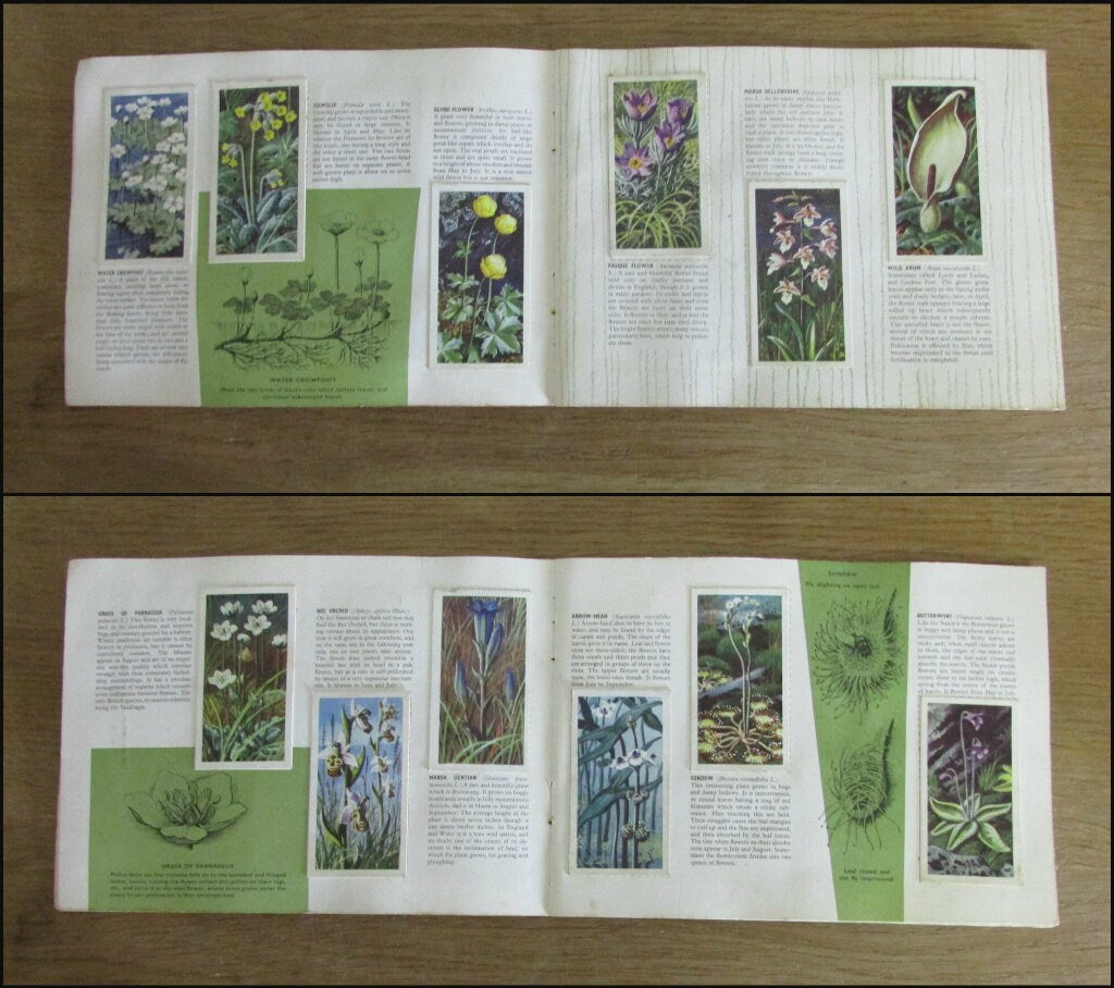 1959 Brooke Bond picture cards: Album for Wild Flowers Series 2, illustrated by C. F. Tunnicliffe (incomplete)