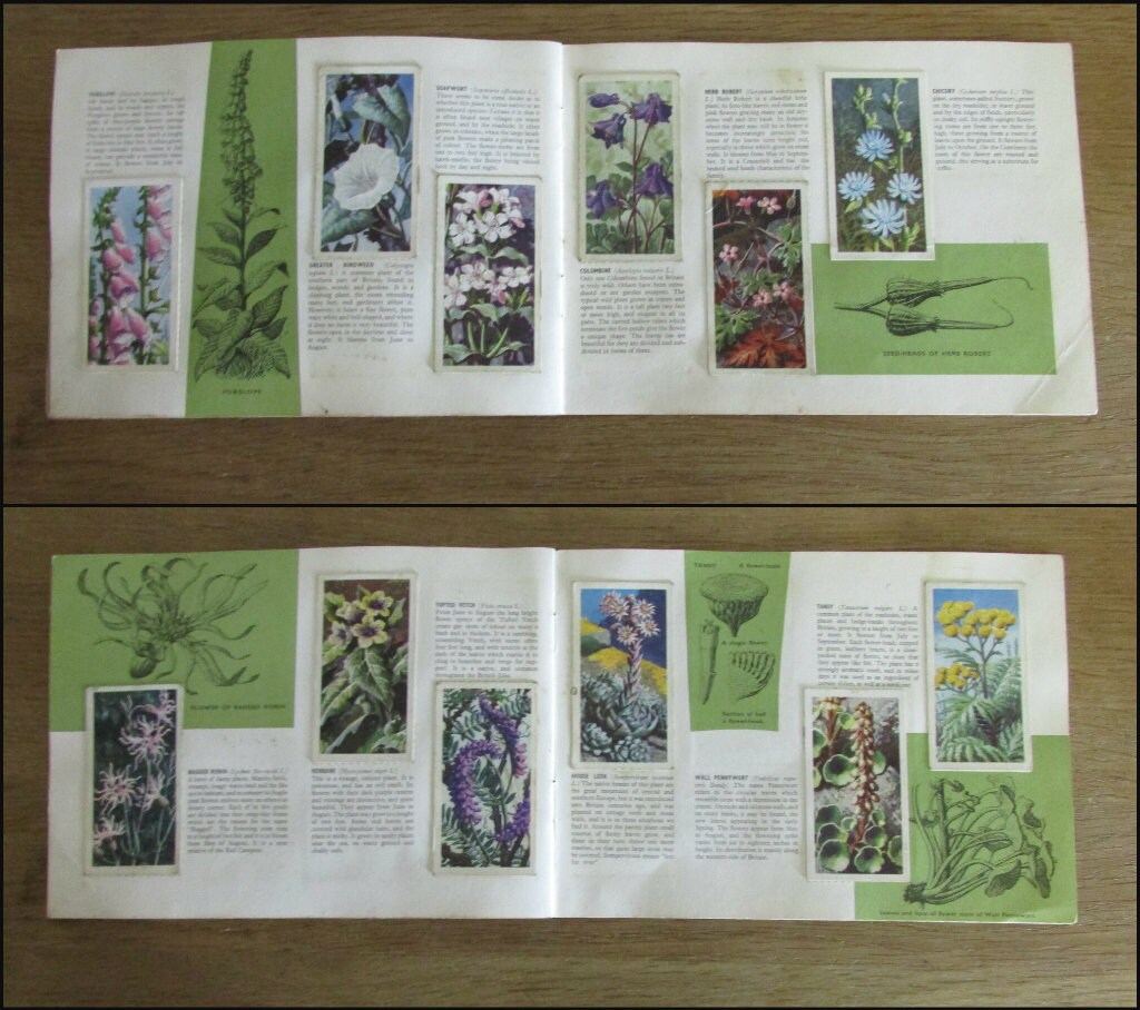 1959 Brooke Bond picture cards: Album for Wild Flowers Series 2, illustrated by C. F. Tunnicliffe (incomplete)
