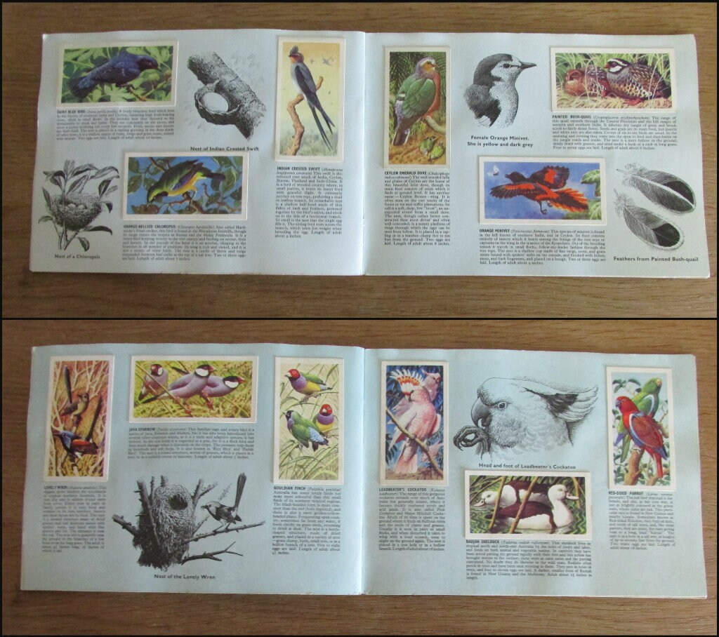 1961 Brooke Bond picture cards: Tropical Birds, illustrated by C. F. Tunnicliffe