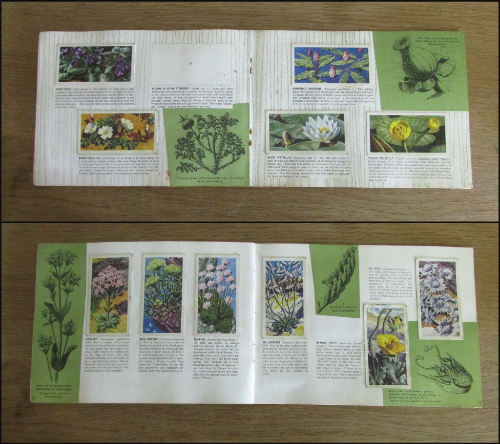 1959 Brooke Bond picture cards: Album for Wild Flowers Series 2, illustrated by C. F. Tunnicliffe (incomplete)
