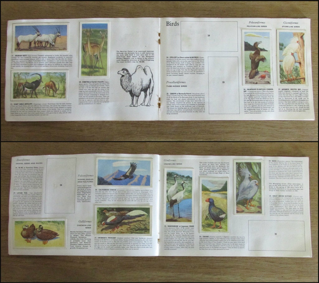 1960s Brooke Bond picture cards: Wildlife in Danger, by Peter Scott (incomplete)