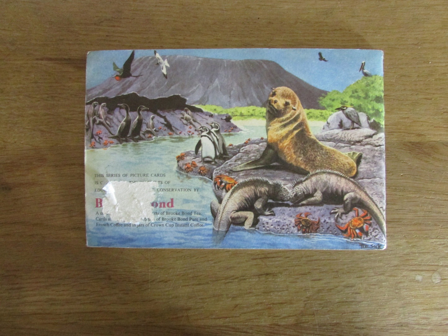 1960s Brooke Bond picture cards: Wildlife in Danger, by Peter Scott (incomplete)