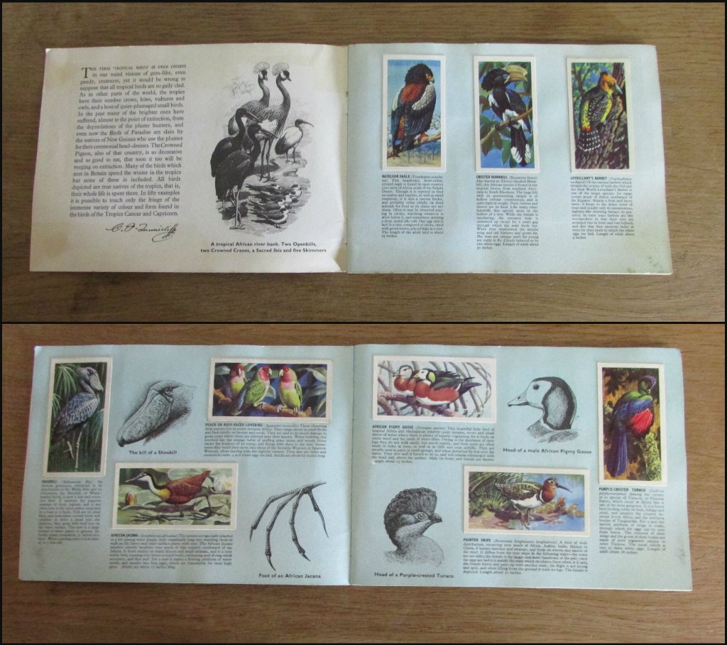 1961 Brooke Bond picture cards: Tropical Birds, illustrated by C. F. Tunnicliffe