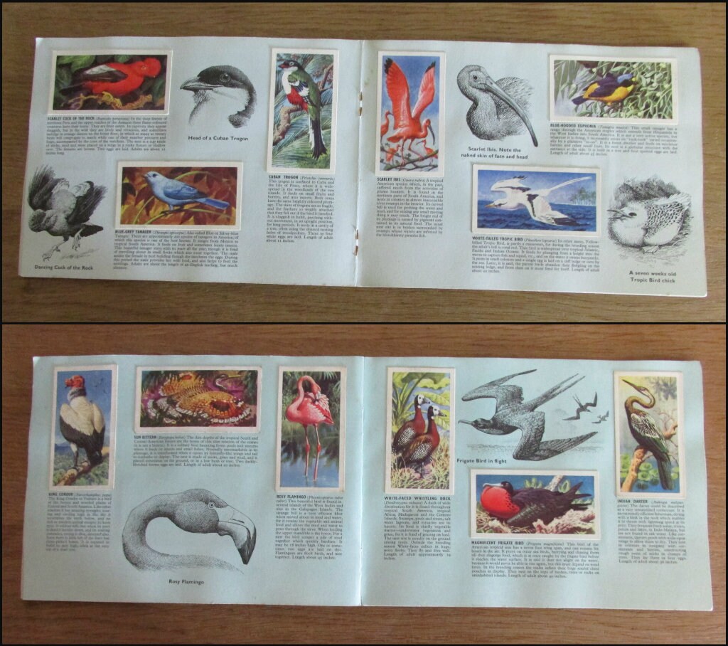 1961 Brooke Bond picture cards: Tropical Birds, illustrated by C. F. Tunnicliffe