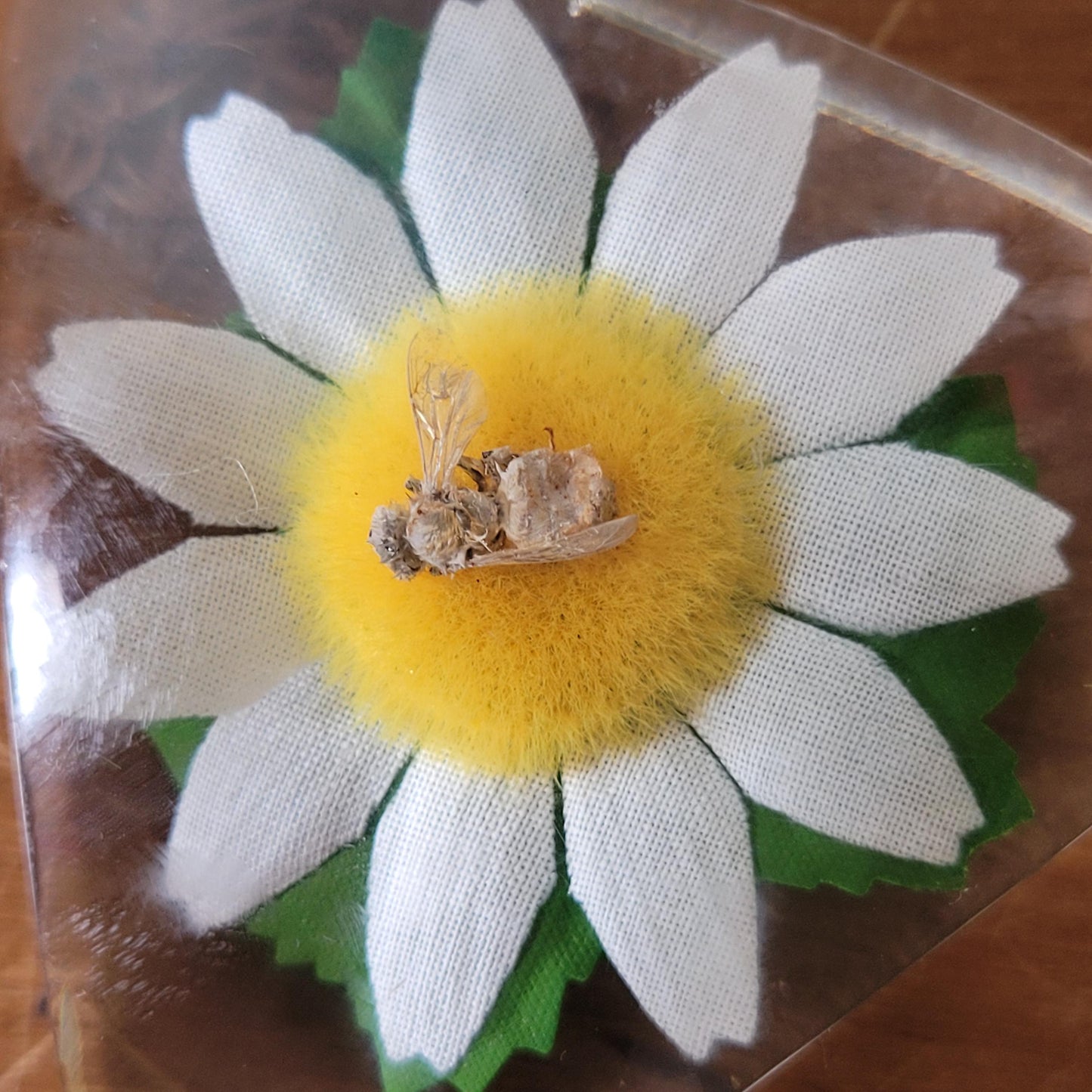 Vintage triangular acrylic preserve pot wth daisy and bee